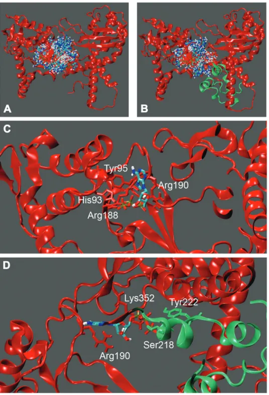 Figure 7. Spread of the 250 ATP docked molecules in the docking performed on the large subunit (A) and in the heterodimeric complex (B)