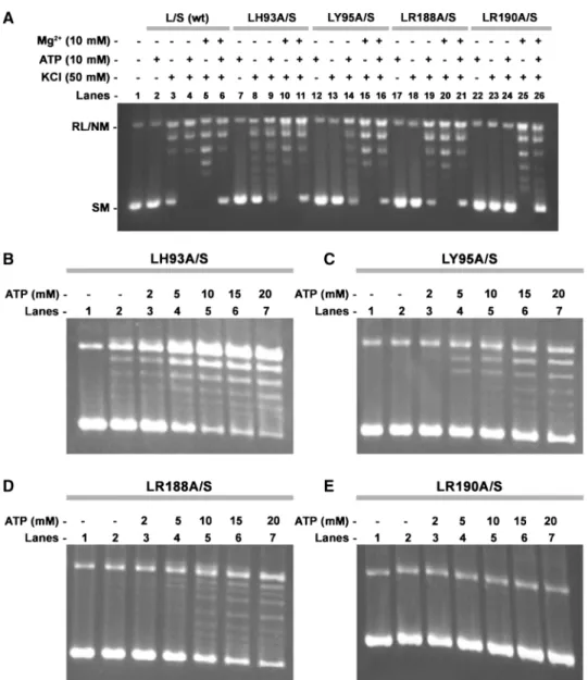 Figure 8. Differential effect of KCl, Mg 2+ and ATP on the mutant enzymes (A). Relaxation of supercoiled pBS (SK+) DNA with the enzyme LdTOP1L/S (lanes 2–6), LdTOP1LH93A/S (lanes 7–11), LdTOP1LY95A/S (lanes 12–16), LdTOP1LR188A/S (lanes 17–21) and LdTOP1LR