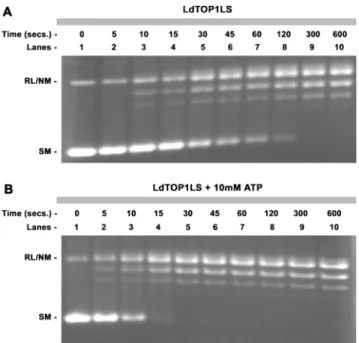 Figure 6A shows the ﬂuorescence emission spectrum of TNP-ATP in the presence of LdTOP1L/S