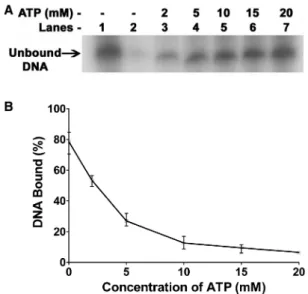 Figure 5. Effect of ATP on DNA binding. (A) Binding of LdTOP1L/S to a radiolabeled 25-base pair DNA was assayed as described in
