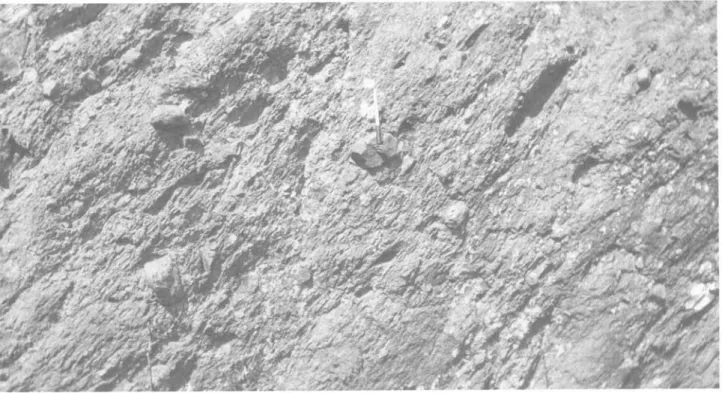 Figure 5. Diamictite from the middle of sequence 1 (Bed 10, Fig. 2) with clasts typically averaging 10 cm