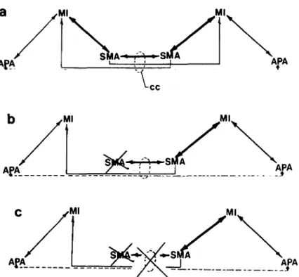 Figure 9. Bihemispheric relationships of the motor areas (see also C.