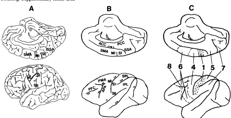 Figure 1. Functional cortical areas shown on the surface of the cerebral hemisphere of the human (A) and the primate (B) brain.