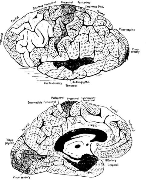 Figure 2. Architectonic map of Campbell (1905). Note his &#34;intermediate pre- pre-central&#34; area with both a dorsomedial and a ventrolateral expansion.