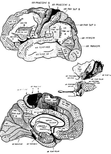 Figure 3. Architectonic map of Elliot Smith (1907). Note the separate dor- dor-somedial (Ar