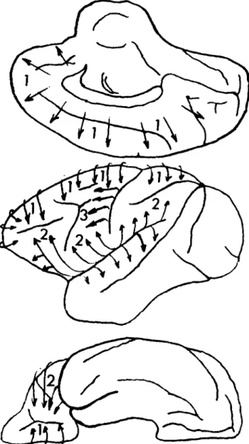 Figure 4. Architectonic map of Braak (1980). Note two sepa- sepa-rate frontal fields anterior to the paraganglionic belt of the precentral area: the inferofrontal magnopyramidal region (A) and the superofrontal magnopyramidal region (B)