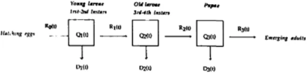 Fig. 1. Graphical representation of A. vexans lifestage development from egg hatch to adult emergence