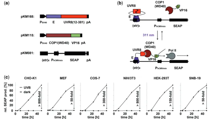 Figure 1. Design and implementation of the UVB-inducible gene expression system. (a) Molecular building blocks for UVB-inducible gene expres- expres-sion