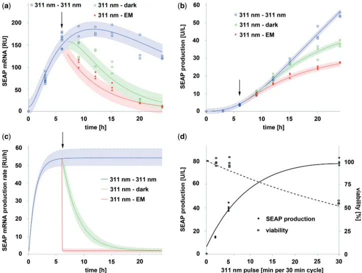 Figure 2. Model-based quantitative characterization of UVB-inducible gene expression. (a and b) Light-inducible expression kinetics