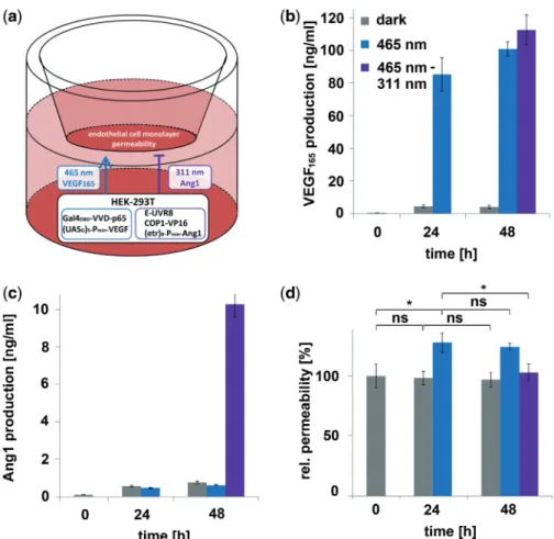 Figure 4. Multi-chromatically controlled angiogenic signaling. (a) Schematic experimental set-up