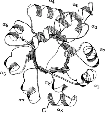 Figure 1 shows indoleglycerol phosphate synthase (IGPS; Priestle et al., 1987) as an example