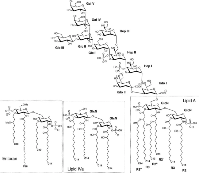 Fig. 16 Generic structure of LPS and lipid IVa from E. coli, and the synthetic antagonist Eritoran