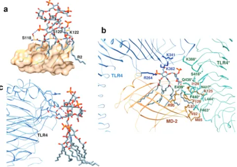 Fig. 20 Structure of the dimeric TLR4/MD-2/LPS signaling complex. (a) Five lipid chains of LPS are buried and one (R2) is on the  surface of MD-2