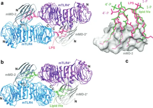 Fig. 22 Structural comparison of mTLR4/MD-2/LPS with mTLR4/MD-2/lipid IVa complexes. (a) Structure of mTLR4/MD-2/LPS