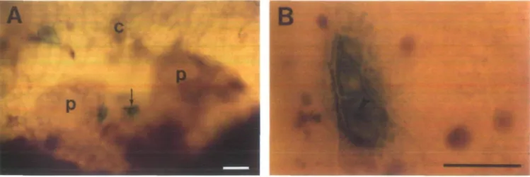 Table 1. Effect ofmannitol concentration, length of osmotic pretreatment and restriction size on transient GUS expression in bombarded sugarbeet apices