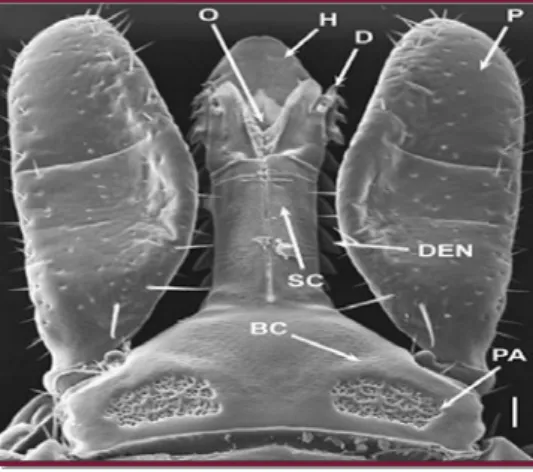 Figure 07 : Face dorsale du capitulum d’une femelle adulte, Ixodes scapularis, (Anderson et  Magnarelli, 2008) 
