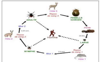 Figure 10 : Cycle de vie typique des tiques (Williams, 2010)   II-2- Spécificités biologiques d’Hyalommascupense  :