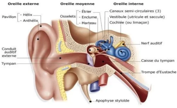 Figure 01 : Schéma général de l’oreille humaine  (Raoul et Allo, 2015) 