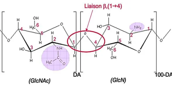 Figure I.1: Structure chimique de la chitine et du chitosane. 