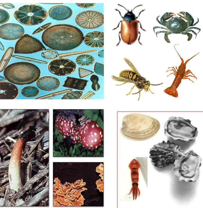 Figure I.5 : Sources de chitine dans la nature. 
