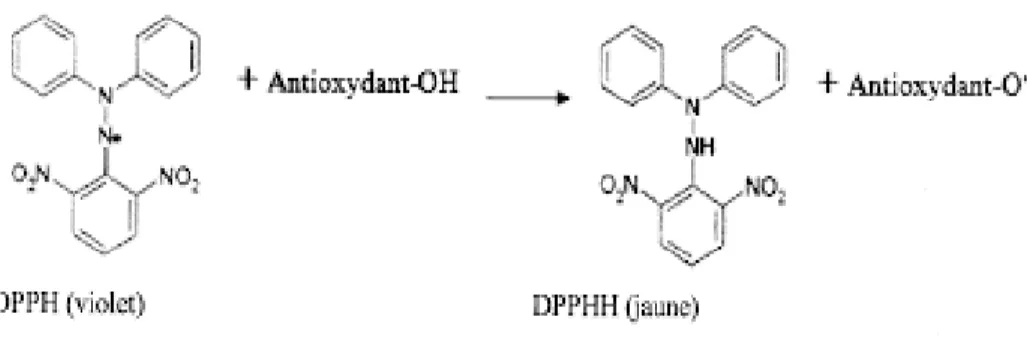 Figure 10. Structure chimique du radical libre DPPH et sa forme réduite (Congo, 2012).