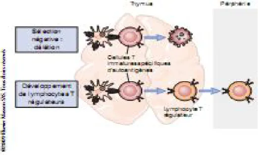 Fig 1: Tolérance centrale des lymphocytes T. 