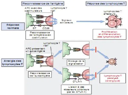 Fig 3: Anergie des lymphocytes T. 
