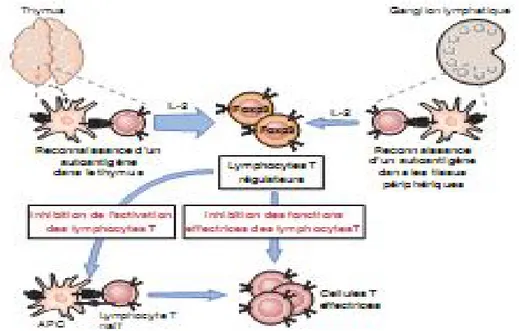 Fig 4: Suppression des réponses immunitaires par les lymphocytes T. 