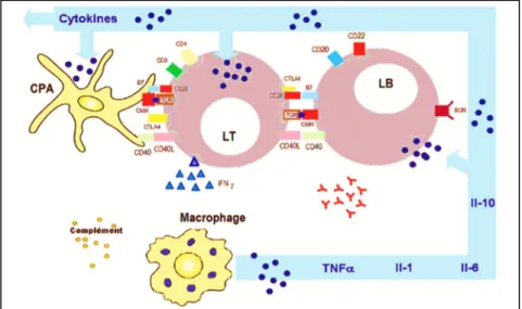 Fig 8: La stratégie de la biothérapie .