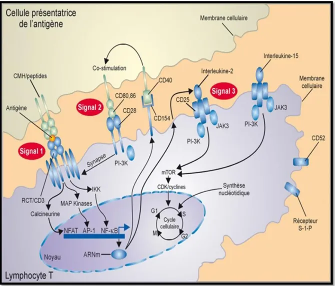 Figure 01 : Trois signaux d’activation lymphocytaire T (Hallorana et al, 2008). 