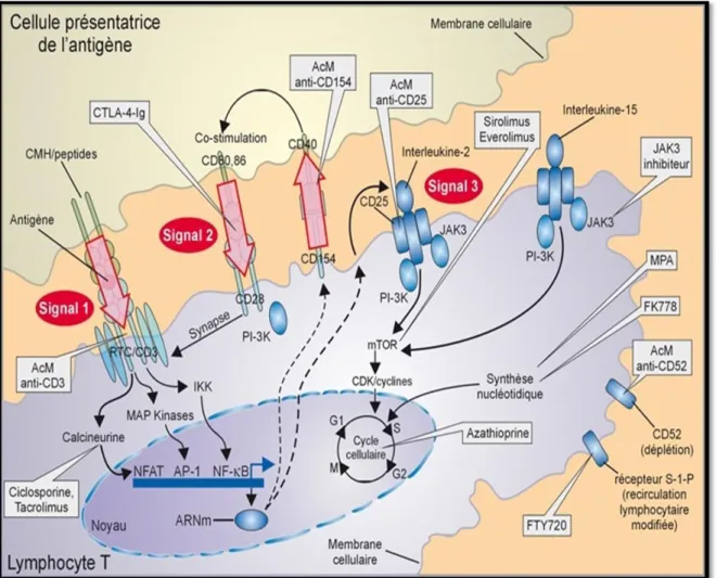 Figure 02 : Place des immunosuppresseurs au cours de la réponse immunitaire   (Hallorana et al, 2008)