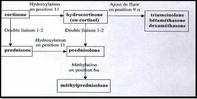 Figure 03: La modification structurelles permettant d’obtenir des glucocorticoïdes [13]