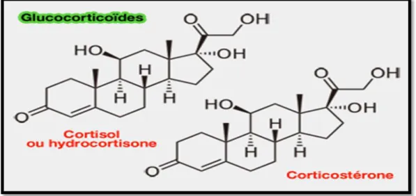 Figure 04: Deux structures chimiques des glucocorticoïdes [13]. 