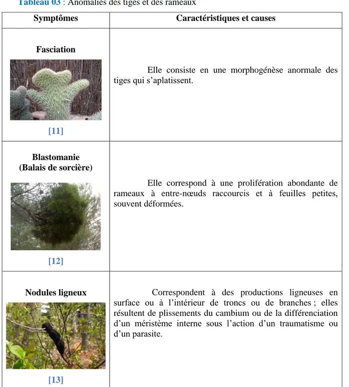 Tableau 03 : Anomalies des tiges et des rameaux 