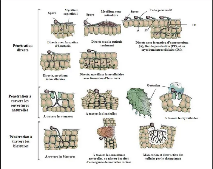 Figure 04 : Modes de pénétration et d’invasion des plantes hôtes par les nématodes   (Adapté d’Agrios, 2005) 