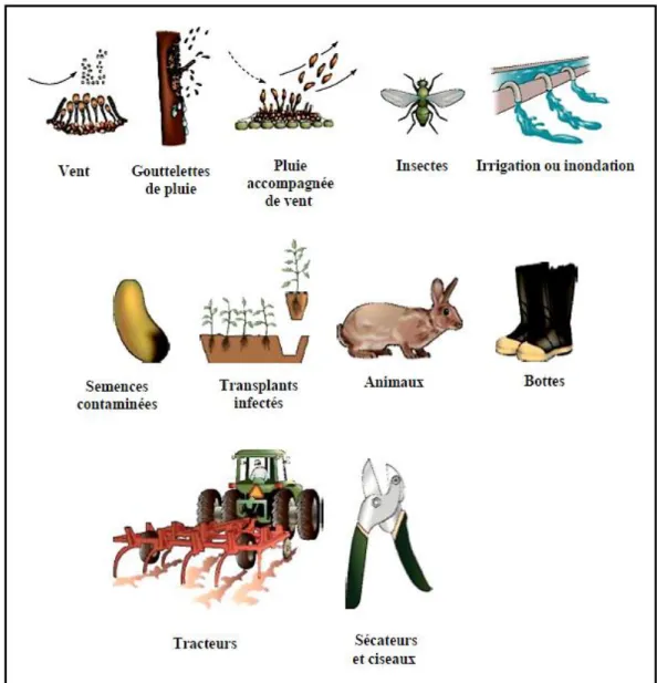 Figure 05 : Modes de dissémination des bactéries et des champignons   (Adapté d’Agrios, 2005) 