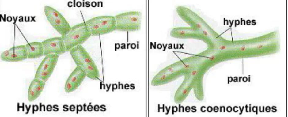 Figure 07 : Caractères cytologiques des champignons 