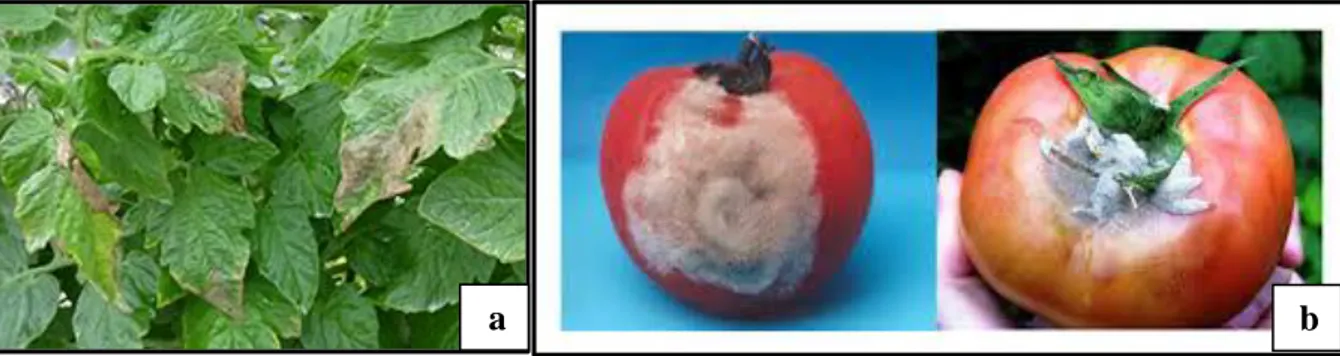 Figure 11 : symptômes de Botrytis cinerea, agent de la pourriture grise de la tomate   (a) : sur feuilles :  https://www.syngenta.es/cultivos/tomate/enfermedades/podredumbre-gris 