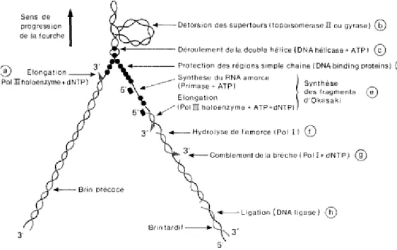 Figure 2 : Le mécanisme de réplication du chromosome bactérien. 