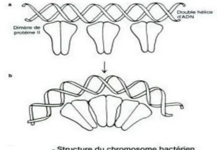 Figure 1 : structure du chromosome bactérien. 