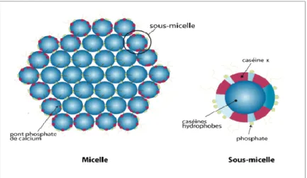 Figure 01: Structure d’une micelle et sous micelle de la caséine. 