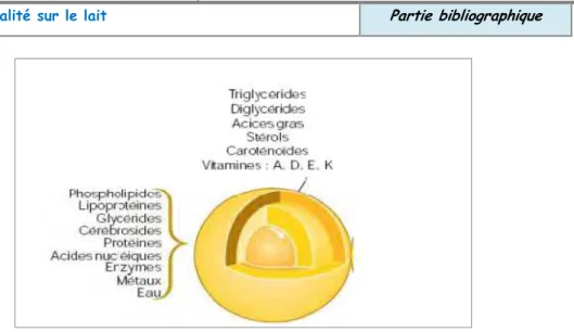 Figure 02 : Composition de la matière grasse du lait. 