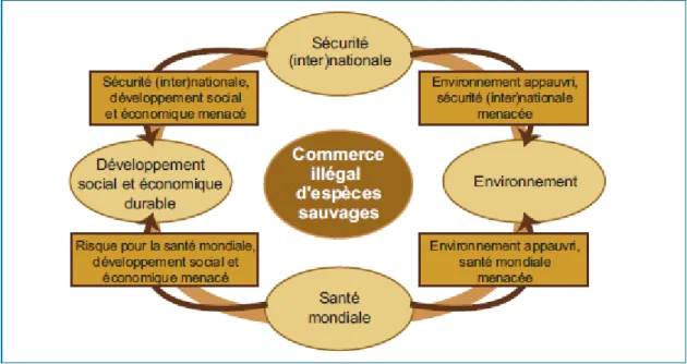 Figure  2  :  l’effet  d’entraînement  déstabilisateur  du  traﬁc  illégal  d’espèces  sauvages.