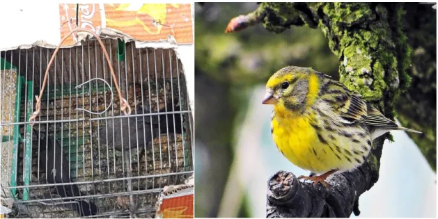 Figure 4 : Le Bulbul des jardins                  Figure 5 : Serin cini (Serinus serinus)   (Pycnonotus barbatus) 