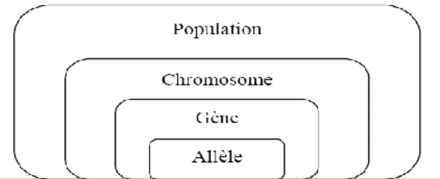 Figure 2.2 : Les niveaux d'organisation d'un algorithme génétique 