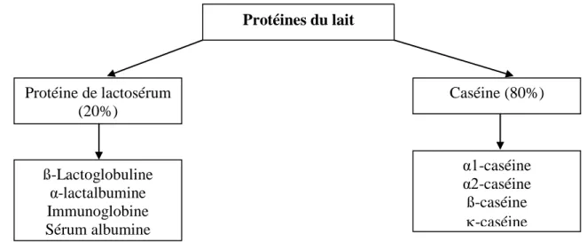 Figure 08. Classification des protéines de lait de vache ( Skeie, 2007) 