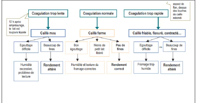 Figure 12. L’effet des paramètres de caillage sur le rendement (Delphine, 2005)             Outre,  il  est  difficile  d'évaluer  les facteurs  qui  influents   la  fermeté  des  gels  présure  objectivement