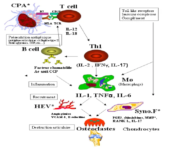 Fig 3 . Différentes phases de la pathophysiologie de la polyarthrite rhumatoïde (Lebba et  al., 2011)