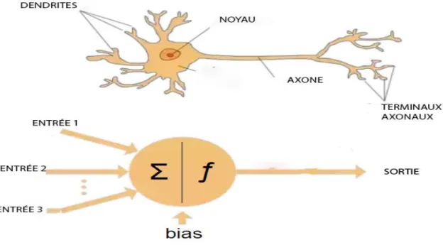 Figure II-3 neurones artificiels et biologique  II.6.3.1 Neurone Formel  