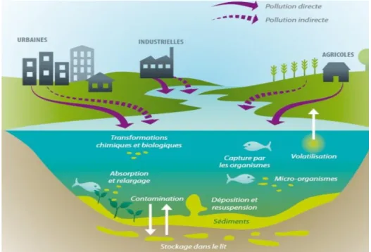 Figure 7 : Réactions d’un écosystème aquatique aux pollutions dans un bassin versant. 